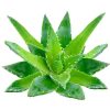 Aloe-Vera-min